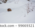 A raccoon dog found while climbing Jayagamine Snow Mountain in winter 99669321