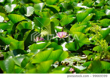 新鮮的青蓮 99669399