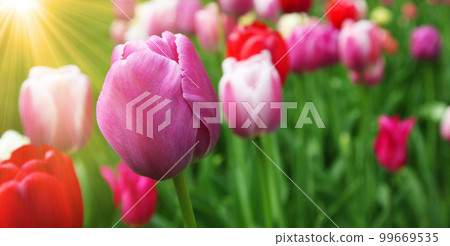 Beautiful tulips. Spring nature background for web banner and card design. 99669535