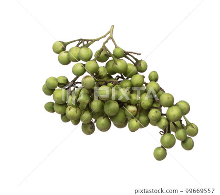 Green Berry Eggplant fly fall, Green Berry Eggplant for planting float in air. Nightshade Berry Eggplant throw in mid air. White background isolated high speed freeze motion Green Berry Eggplant fly fall, Green Berry Eggplant for planting float in air. Nightshade Berry Eggplant throw in mid air. White background isolated high speed freeze motion 99669557