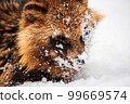 A raccoon dog found while climbing Jayagamine Snow Mountain in winter 99669574