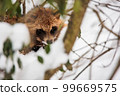 A raccoon dog found while climbing Jayagamine Snow Mountain in winter 99669575