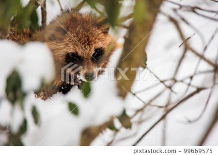A raccoon dog found while climbing Jayagamine Snow Mountain in winter 99669575