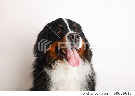 Photo Bernese Mountain Dog on a white background. Studio shot of a dog in front of an isolated background. Photo Bernese Mountain Dog on a white background. Studio shot of a dog in front of an isolated background. 99669615