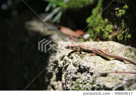 Japanese snail/resting on a rock 99669617