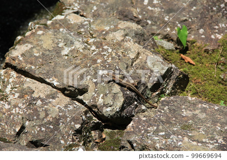日本蝸牛/在岩石上休息 日本蝸牛/在岩石上休息 99669694