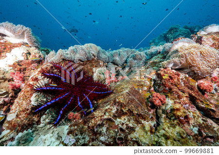 Crown of thorns starfish on coral reef Crown of thorns starfish on coral reef 99669881