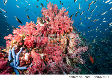 Pink soft coral reef and school of fish at Richelieu Rock, Thailand 99669884