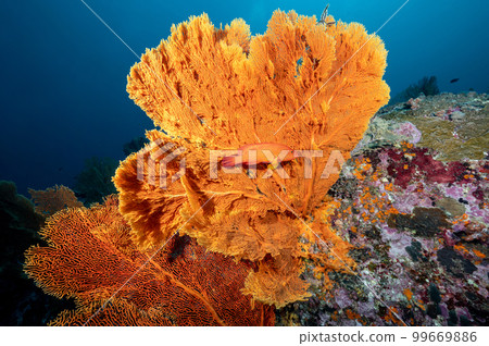 Giant Sea Fan with coral reef in Thailand Giant Sea Fan with coral reef in Thailand 99669886