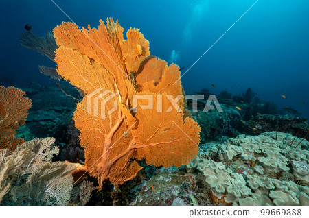 Giant Sea Fan with coral reef in Thailand Giant Sea Fan with coral reef in Thailand 99669888