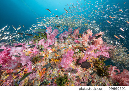 Colorful soft coral reef and marine life in Thailand 99669891