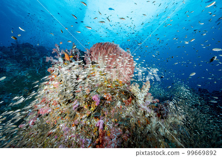 Colorful soft coral reef and marine life in Thailand 99669892