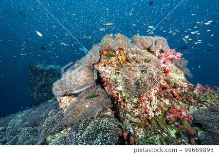 Sea Anemone on coral reef with school of fish 99669893