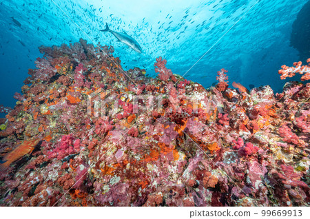 Pink soft coral reef and school of fish at Richelieu Rock, Thailand 99669913