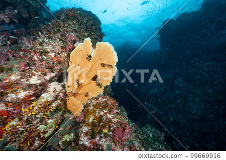 Sea Fan with colorful soft coral reef in Thailand Sea Fan with colorful soft coral reef in Thailand 99669916