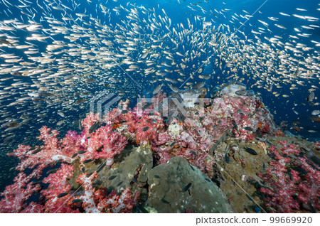 Pink soft coral reef and school of fish at Richelieu Rock, Thailand 99669920