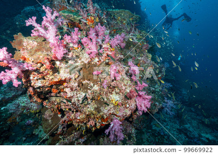 Colorful soft coral reef and marine life in Thailand 99669922