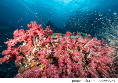 Pink soft coral reef and school of fish at Richelieu Rock, Thailand 99669925