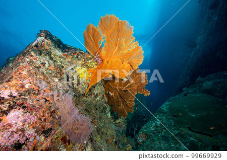 Giant Sea Fan with coral reef in Thailand Giant Sea Fan with coral reef in Thailand 99669929