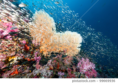 Heart-Shaped Sea Fan with colorful soft coral in Thailand 99669936