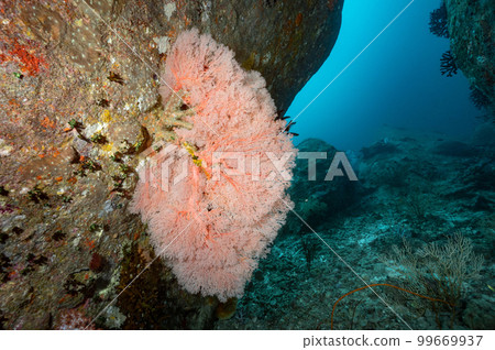 Pink Sea Fan coral, Underwater world landscape in Thailand 99669937