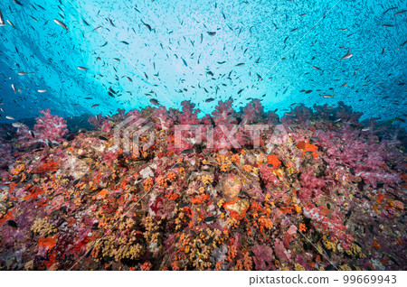 Pink soft coral reef and school of fish at Richelieu Rock, Thailand 99669943