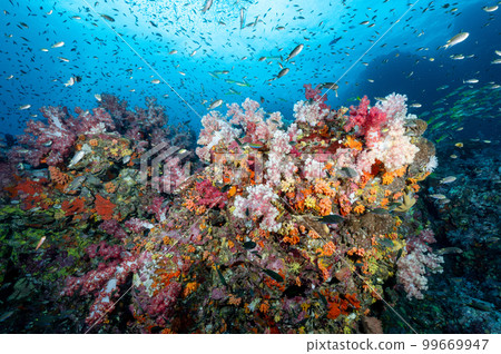 Colorful soft coral reef and marine life in Thailand 99669947