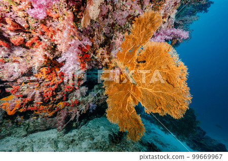 Giant Sea Fan with colorful soft coral reef in Thailand 99669967