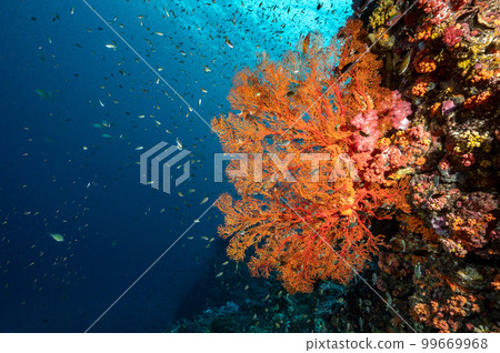 Sea Fan with colorful soft coral reef in Thailand 99669968