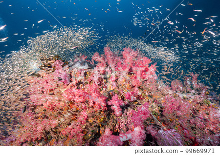Pink soft coral reef and school of fish at Richelieu Rock, Thailand 99669971