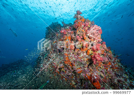 Pink soft coral reef and school of fish at Richelieu Rock, Thailand 99669977