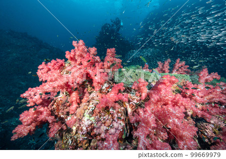 Pink soft coral reef and school of fish at Richelieu Rock, Thailand 99669979