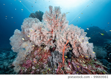 Giant Pink Sea Fan coral at Tachai Pinnacle, Thailand 99669981