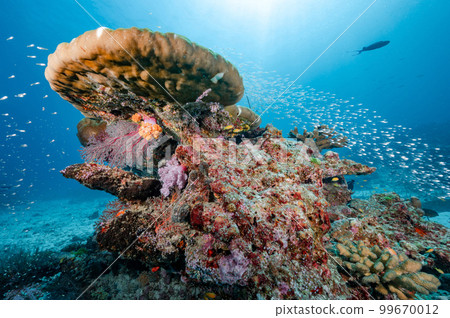 Colorful Hard coral reef and marine life in Thailand 99670012
