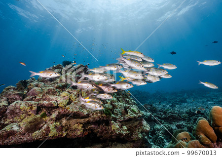 School of striped large-eye bream fish in Andaman Sea 99670013