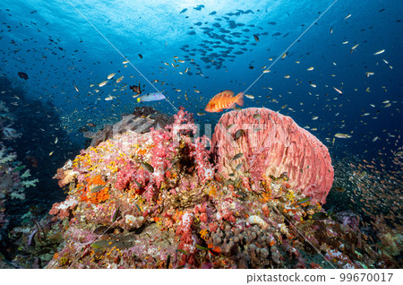 Colorful soft coral reef and marine life in Thailand Colorful soft coral reef and marine life in Thailand 99670017
