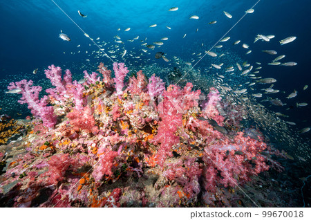 Colorful soft coral reef and marine life in Thailand 99670018