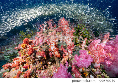 Colorful soft coral reef and marine life in Thailand 99670019