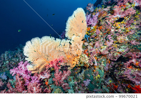 Heart-Shaped Sea Fan with colorful soft coral in Thailand 99670021