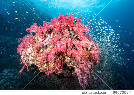 Pink soft coral reef and marine life in Thailand 99670034