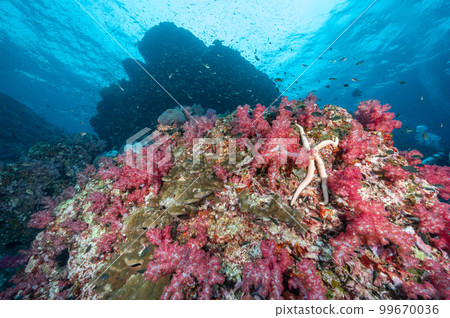Pink soft coral reef and marine life in Thailand 99670036