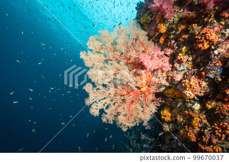Sea Fan with colorful soft coral reef in Thailand 99670037
