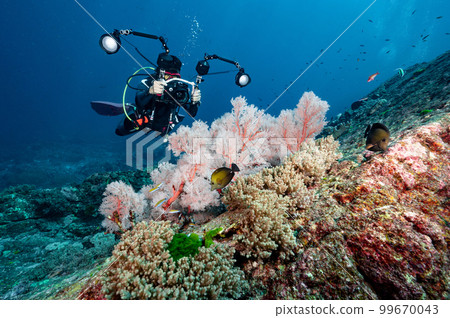 Scuba diver with camera taking a photo of Pink Sea Fan 99670043