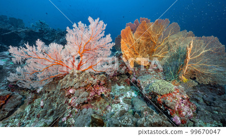 Colorful Gorgonian Sea Fan coral at Tachai Pinnacle in Thailand 99670047