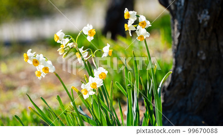 fresh white flowers 99670088