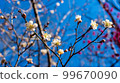 fresh white flowers 99670090