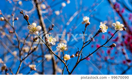 fresh white flowers 99670090
