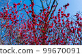 Brightly colored flowers 99670091