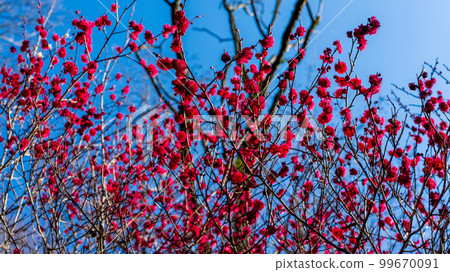 Brightly colored flowers 99670091