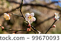 fresh white flowers 99670093